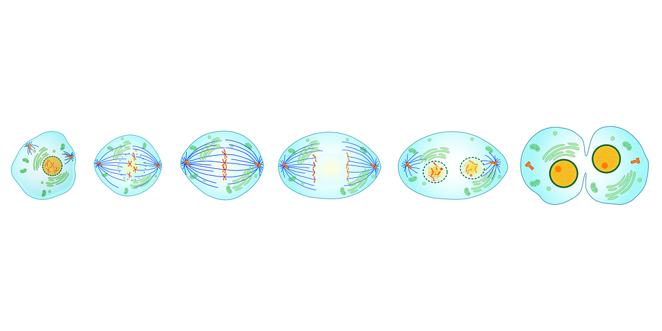 O ciclo celular: divisão da célula por mitose