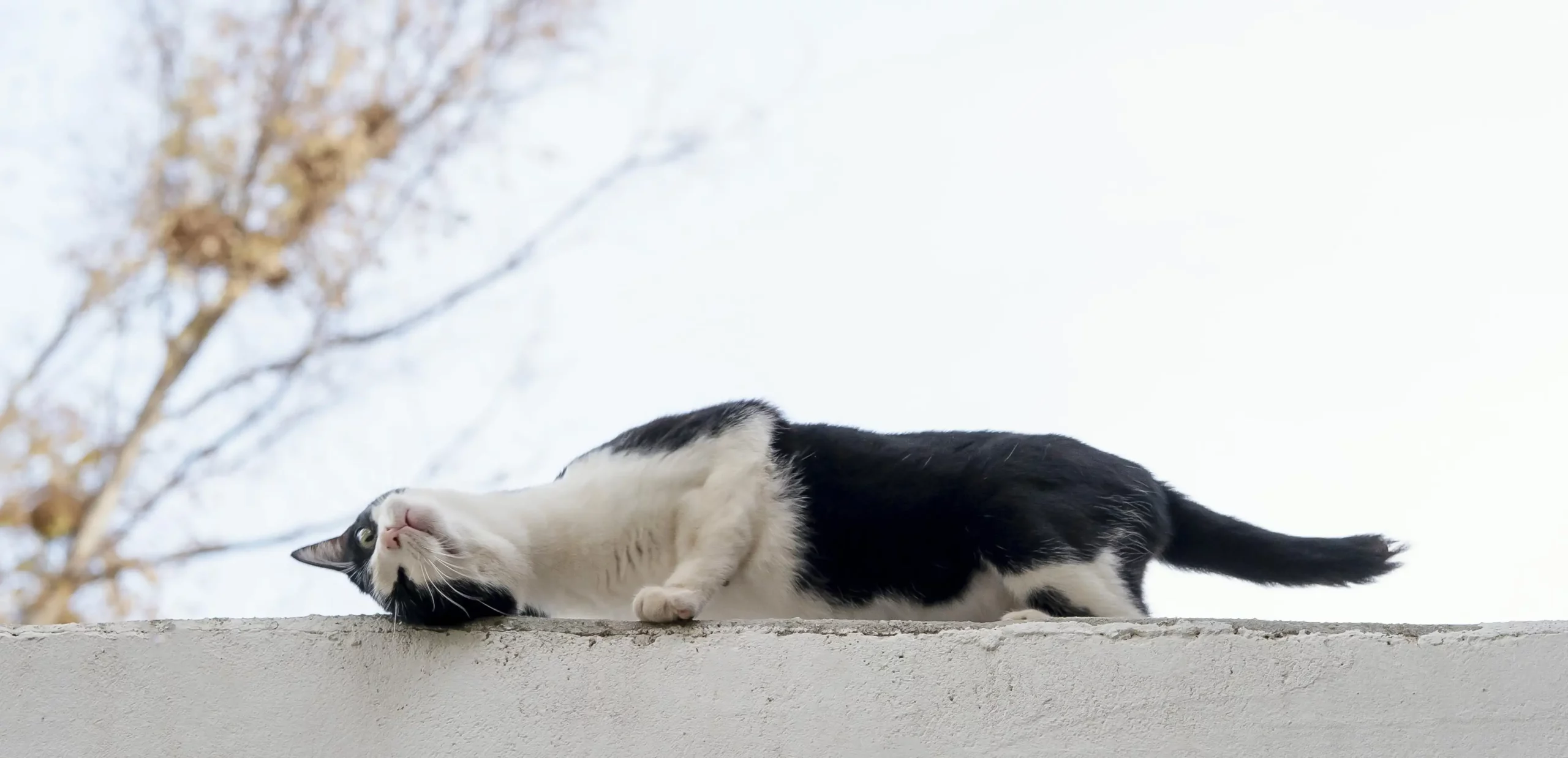 FIV e FeLV: Doenças Virais Felinas que Você precisa Conhecer