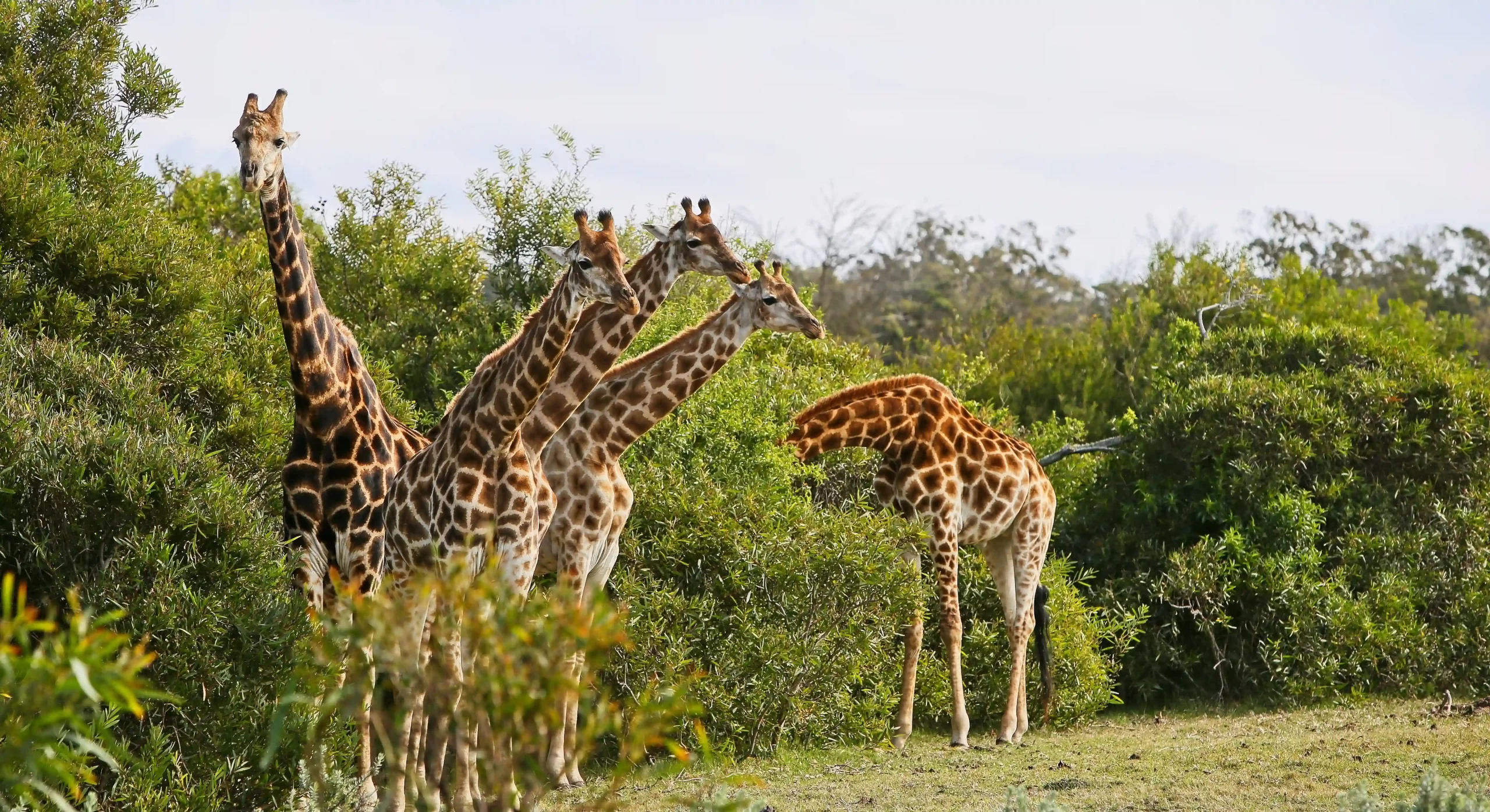 zoológicos