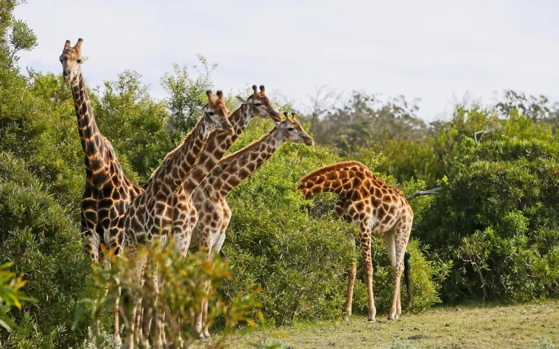 zoológicos